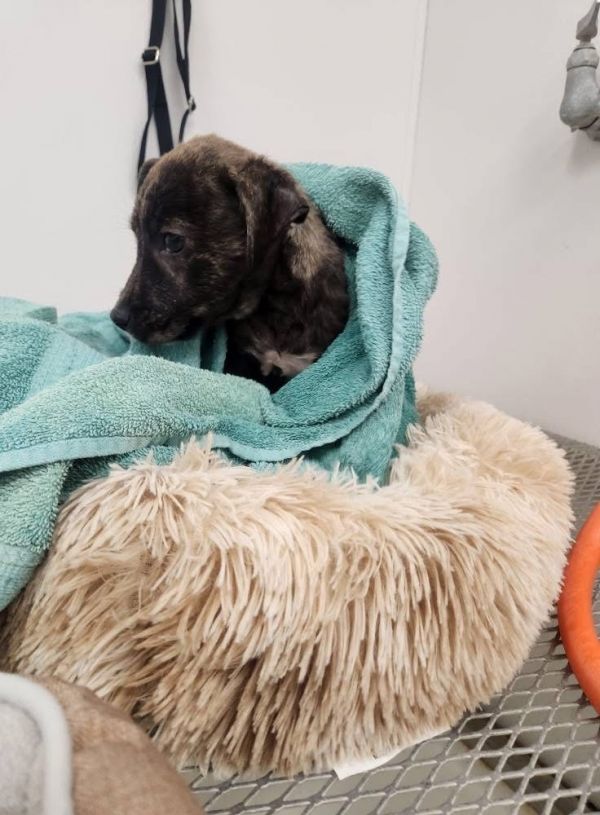 Terrier Gsd Puppy photo 1