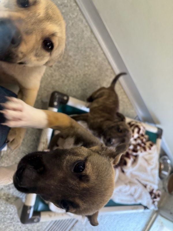 Terrier Gsd Puppy thumbnail 2