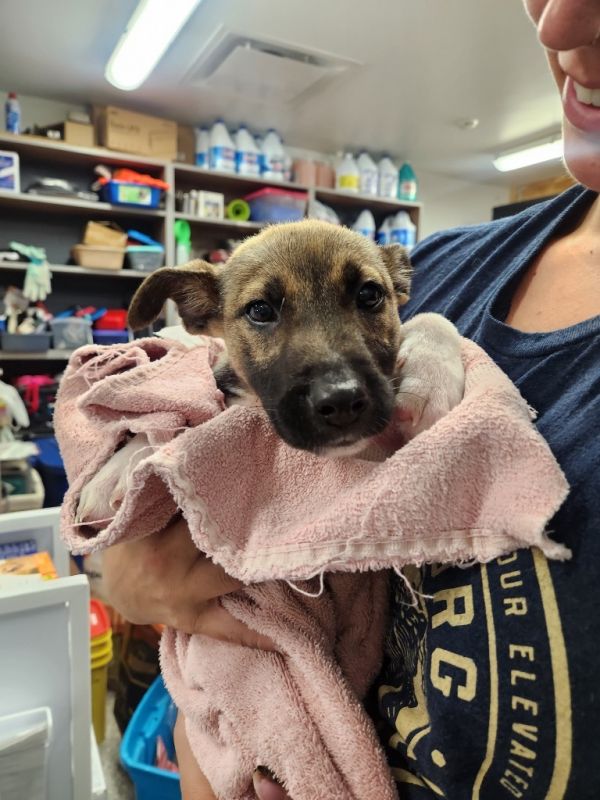 Terrier Gsd Puppy thumbnail 4