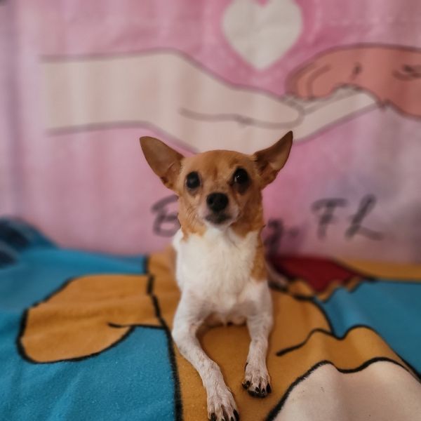 Ballerina thumbnail 2