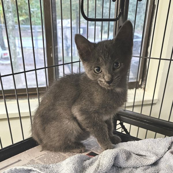 Liberace thumbnail 2