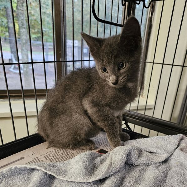 Liberace thumbnail 3