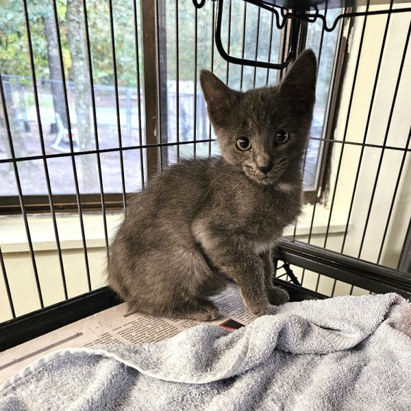 Liberace thumbnail 4