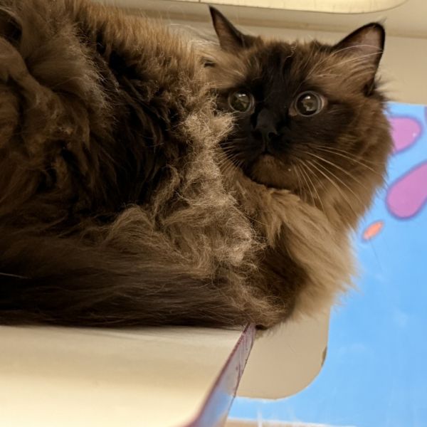 Scarlett thumbnail 2