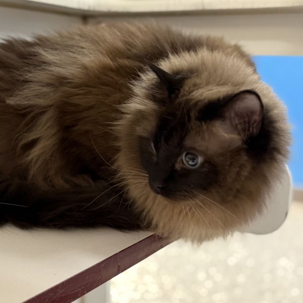 Scarlett thumbnail 3