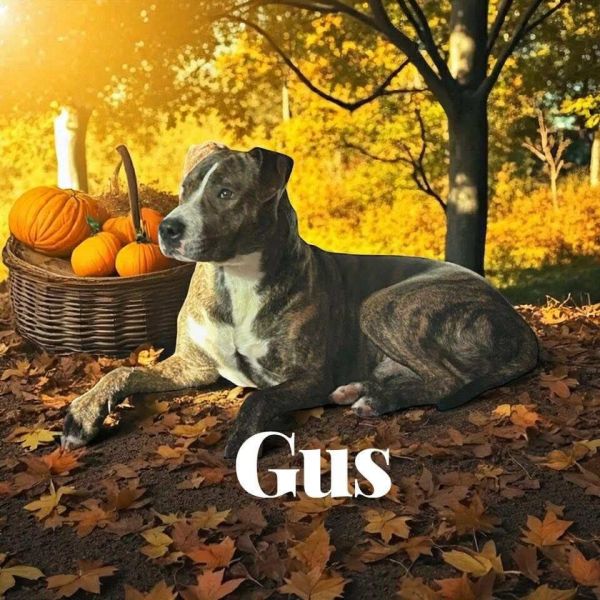 Gus photo 1