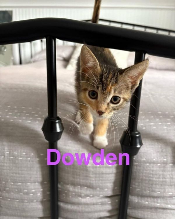 Dowden thumbnail 3