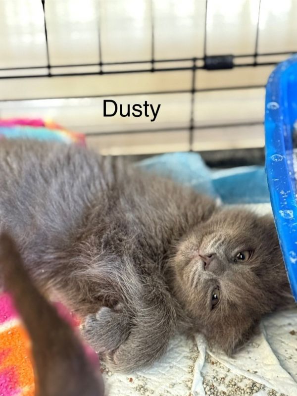 Dusty