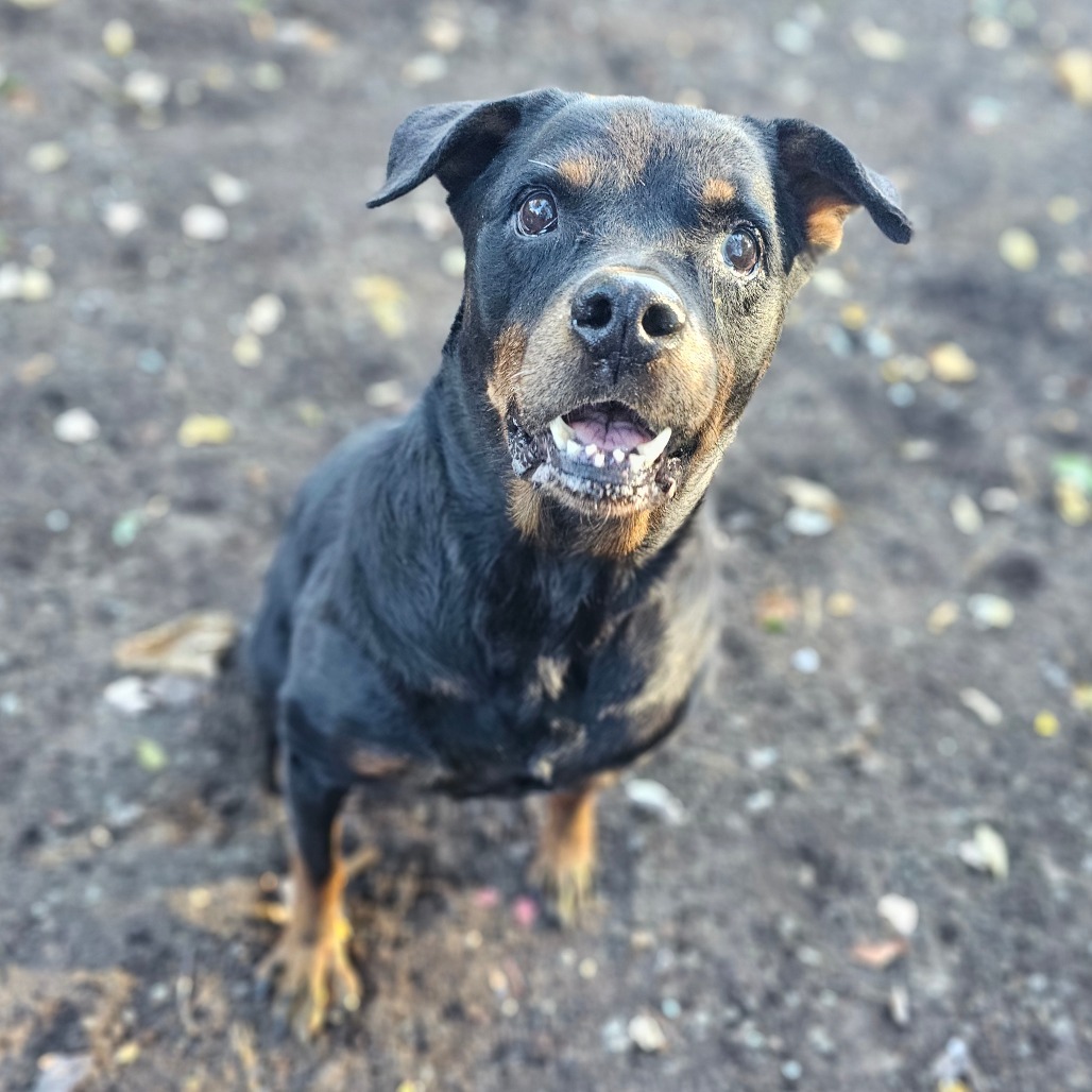 Roxie