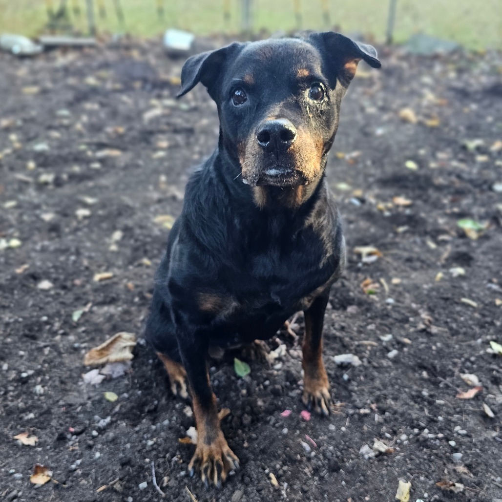 Roxie