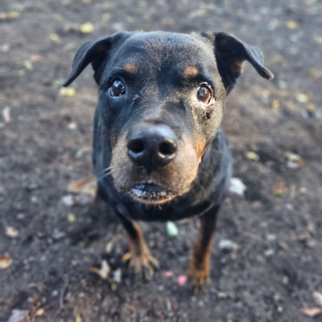Roxie