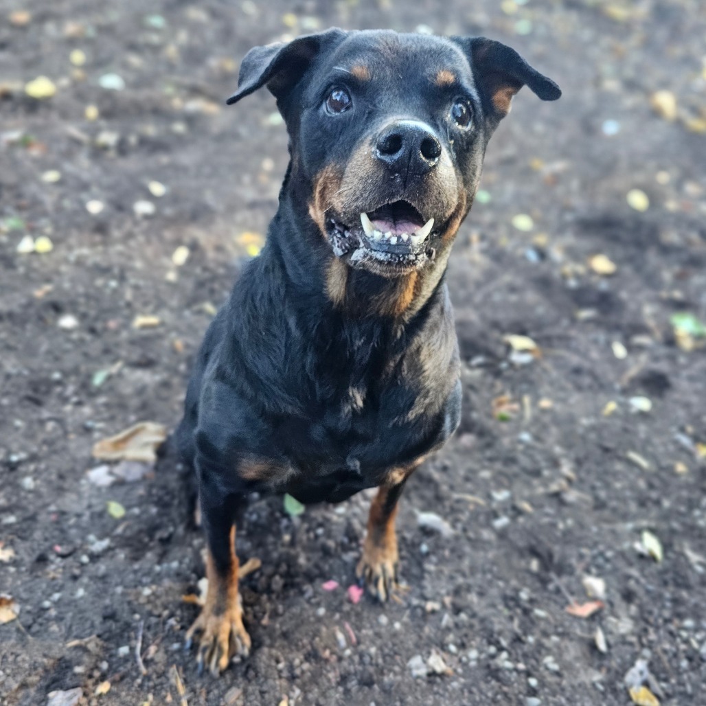 Roxie