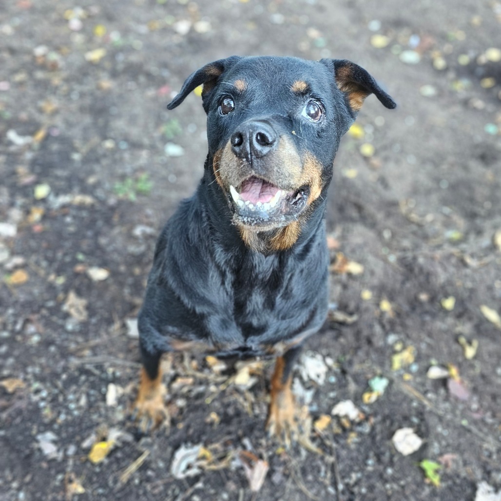 Roxie