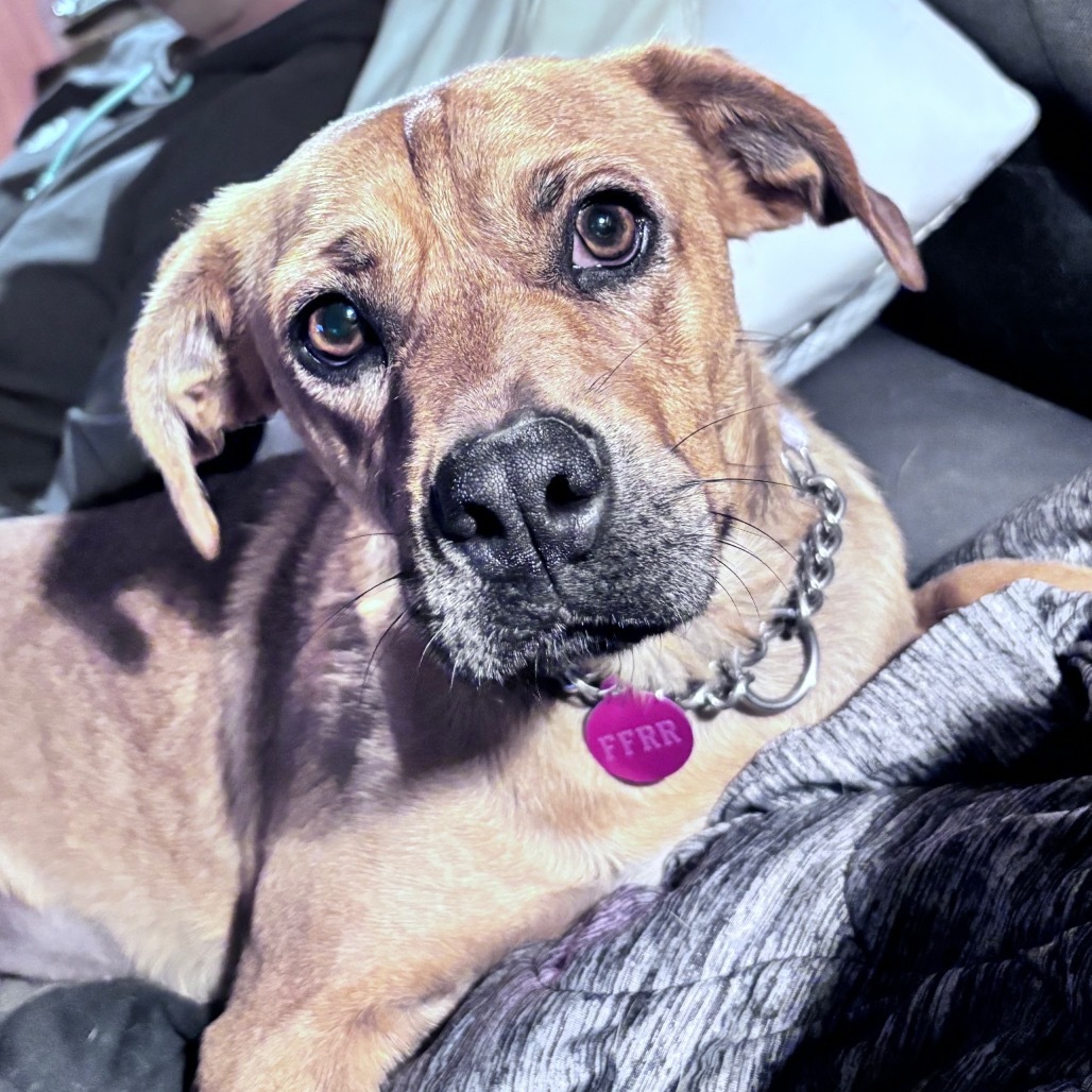 Tilly aka Matilda, an adoptable Mixed Breed in Bismarck, ND, 58507 | Photo Image 1