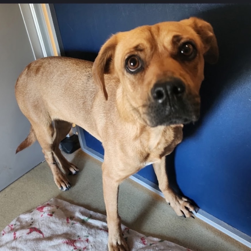 Tilly aka Matilda, an adoptable Mixed Breed in Bismarck, ND, 58507 | Photo Image 2