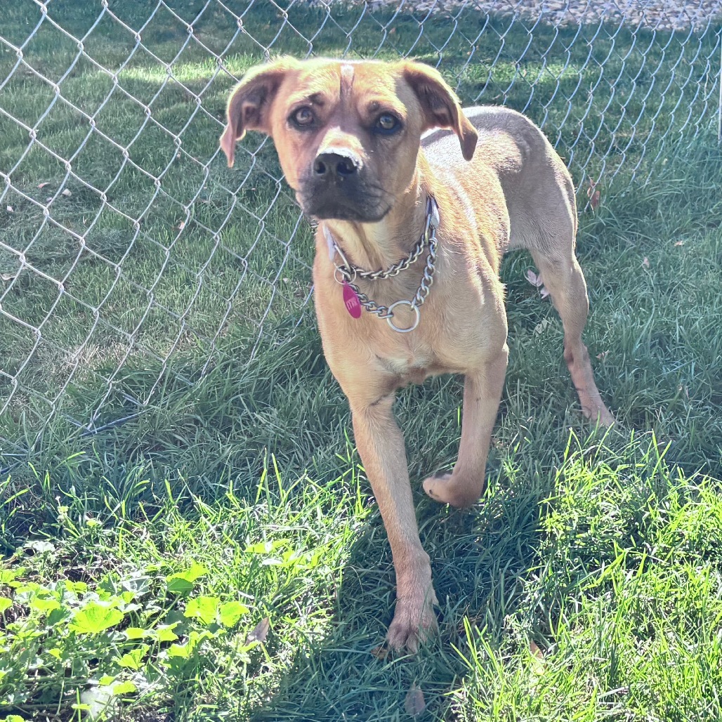 Tilly aka Matilda, an adoptable Mixed Breed in Bismarck, ND, 58507 | Photo Image 3