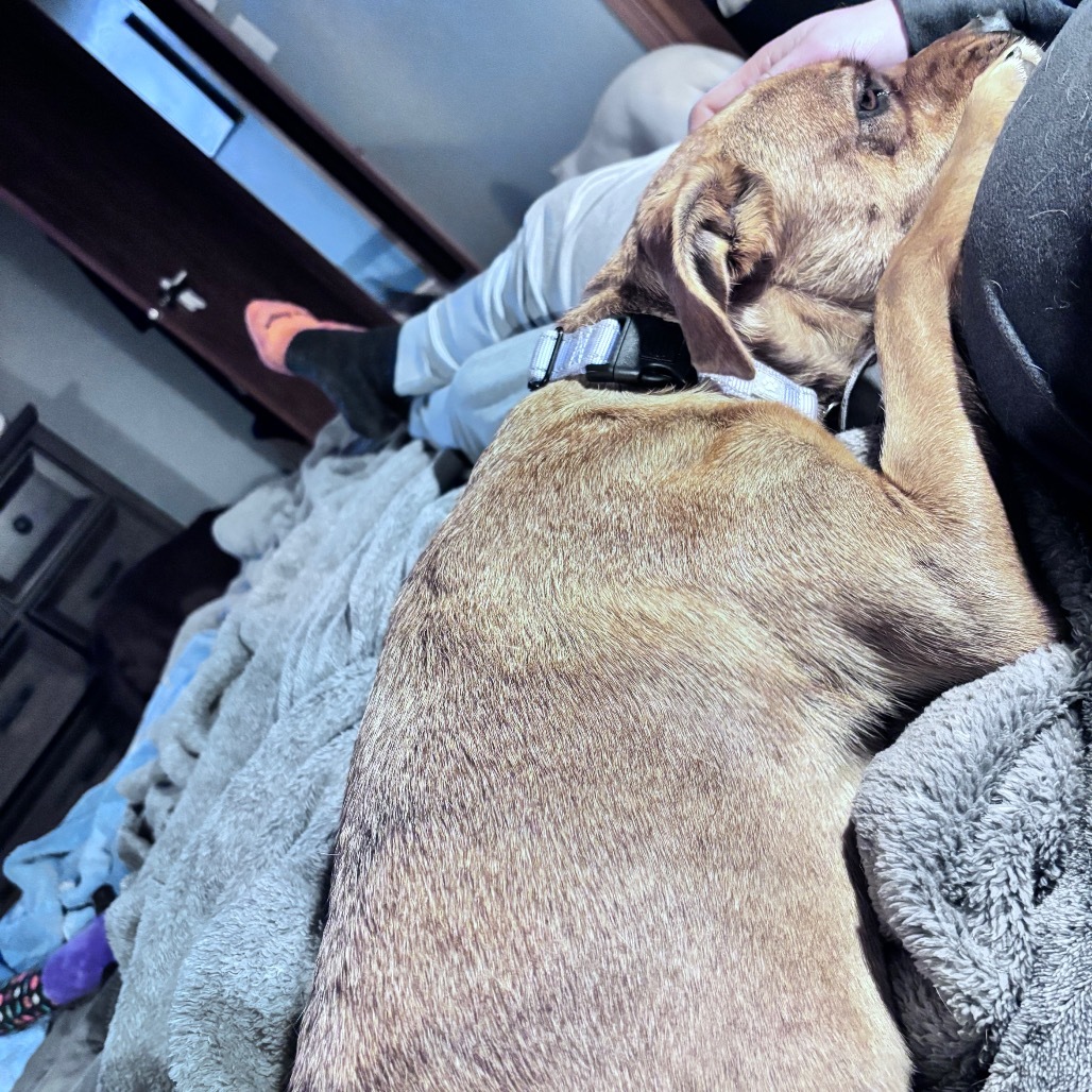 Tilly aka Matilda, an adoptable Mixed Breed in Bismarck, ND, 58507 | Photo Image 5