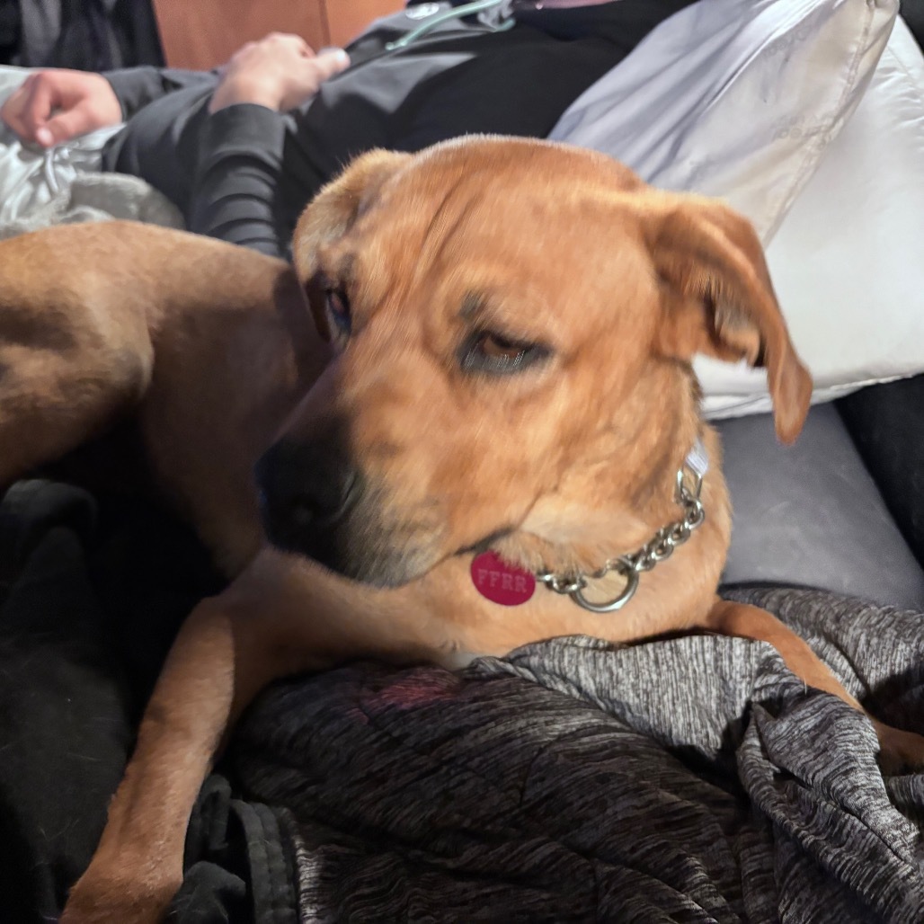 Tilly aka Matilda, an adoptable Mixed Breed in Bismarck, ND, 58507 | Photo Image 6