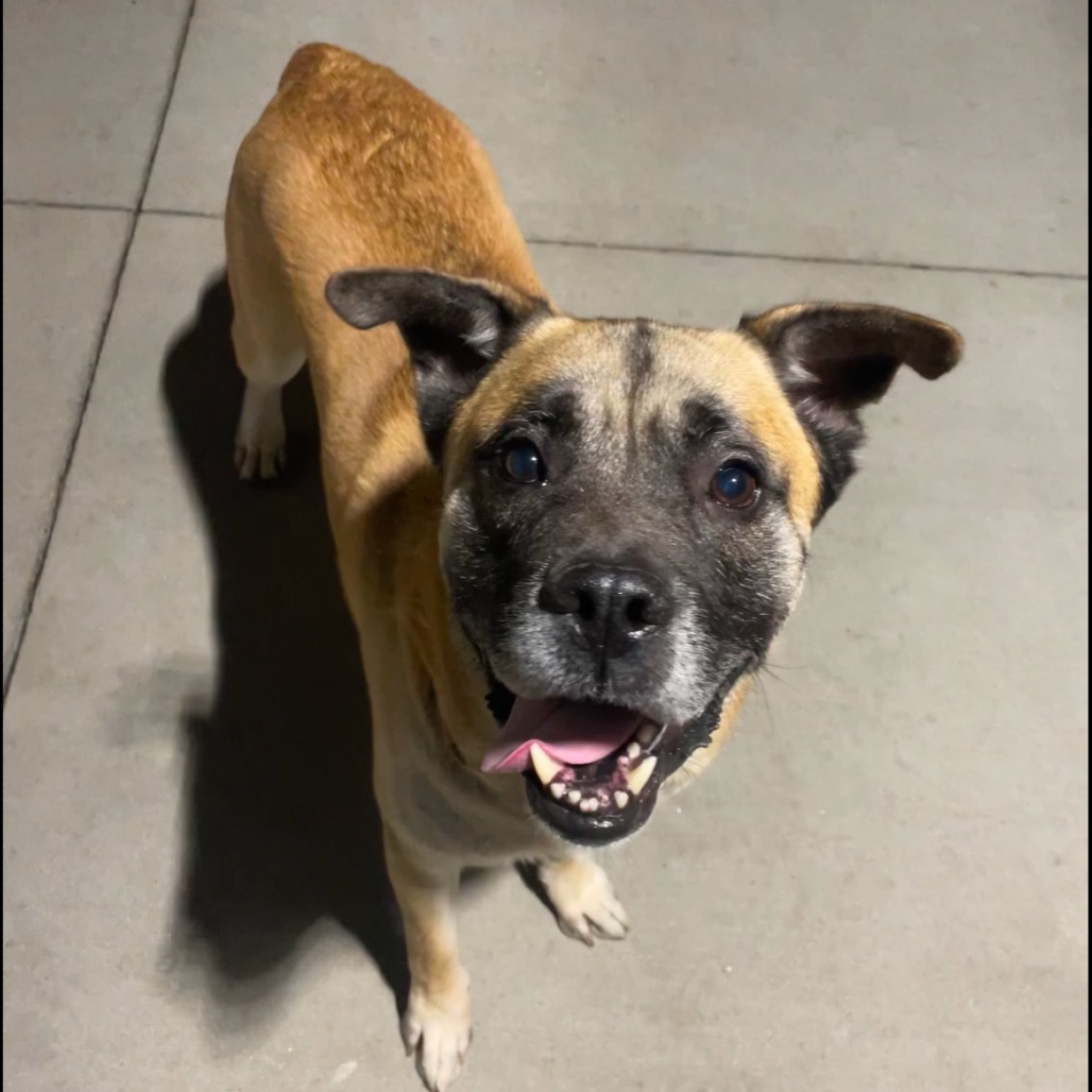 Doug, an adoptable Shepherd, Mixed Breed in Bismarck, ND, 58507 | Photo Image 1