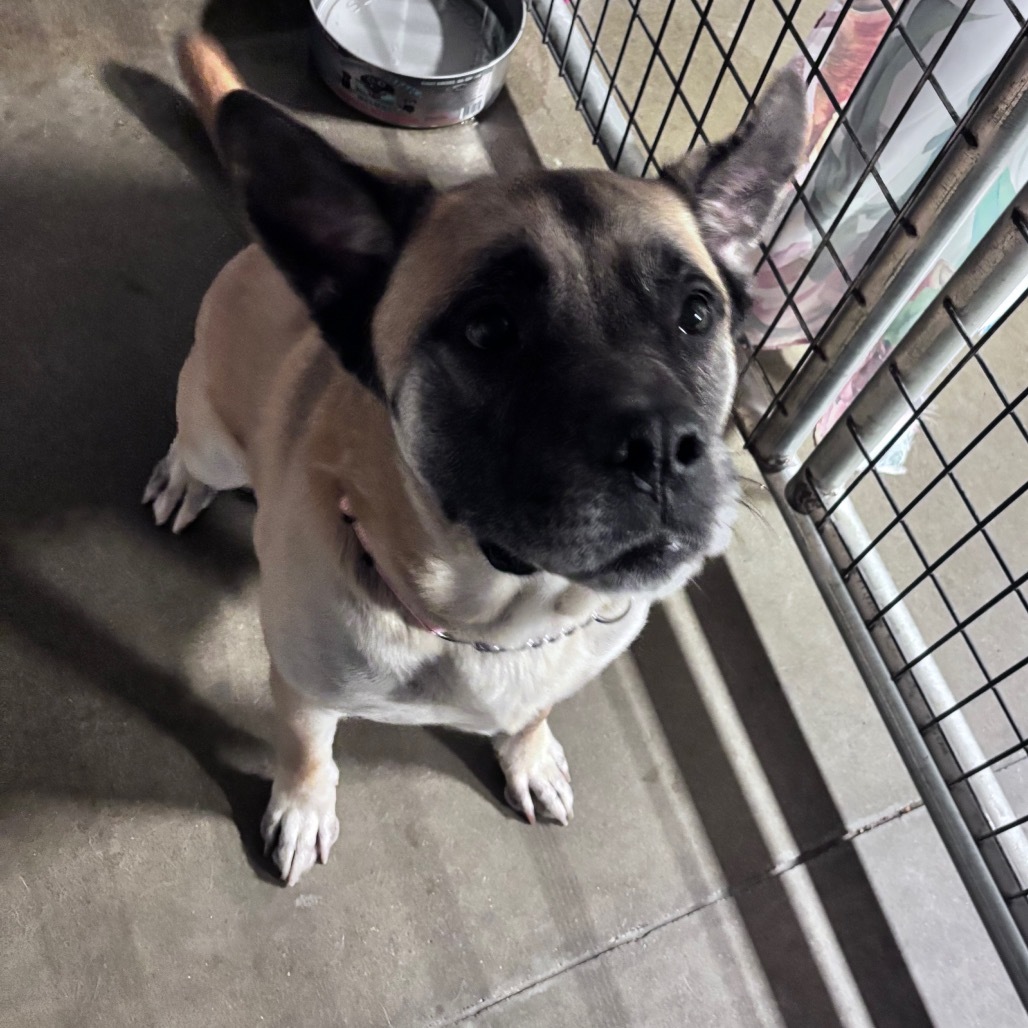 Doug, an adoptable Shepherd, Mixed Breed in Bismarck, ND, 58507 | Photo Image 2