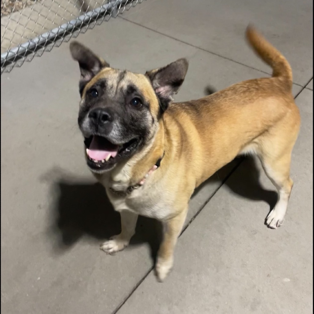 Doug, an adoptable Shepherd, Mixed Breed in Bismarck, ND, 58507 | Photo Image 3