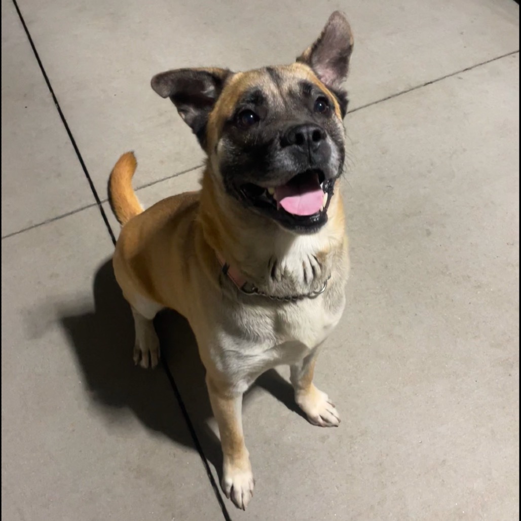 Doug, an adoptable Shepherd, Mixed Breed in Bismarck, ND, 58507 | Photo Image 4