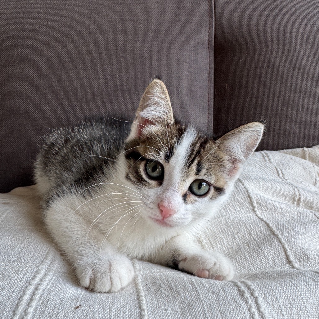 Jane Seymore, an adoptable Domestic Short Hair in Lander, WY, 82520 | Photo Image 1