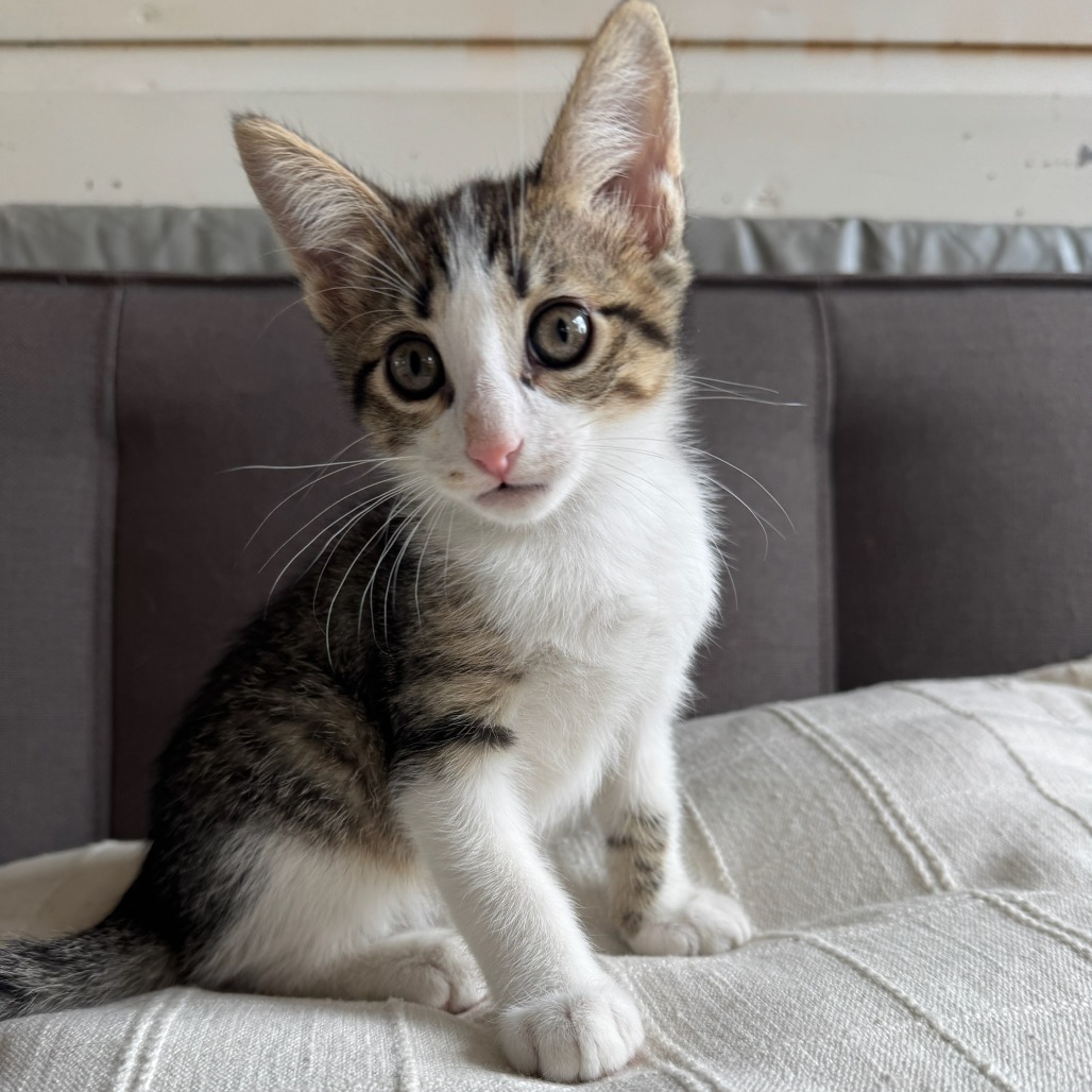 Edward VI, an adoptable Domestic Short Hair in Lander, WY, 82520 | Photo Image 1