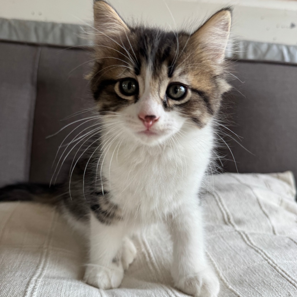 Henry VIII, an adoptable Domestic Long Hair in Lander, WY, 82520 | Photo Image 1