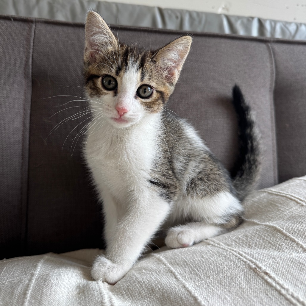Elizabeth I, an adoptable Domestic Short Hair in Lander, WY, 82520 | Photo Image 1