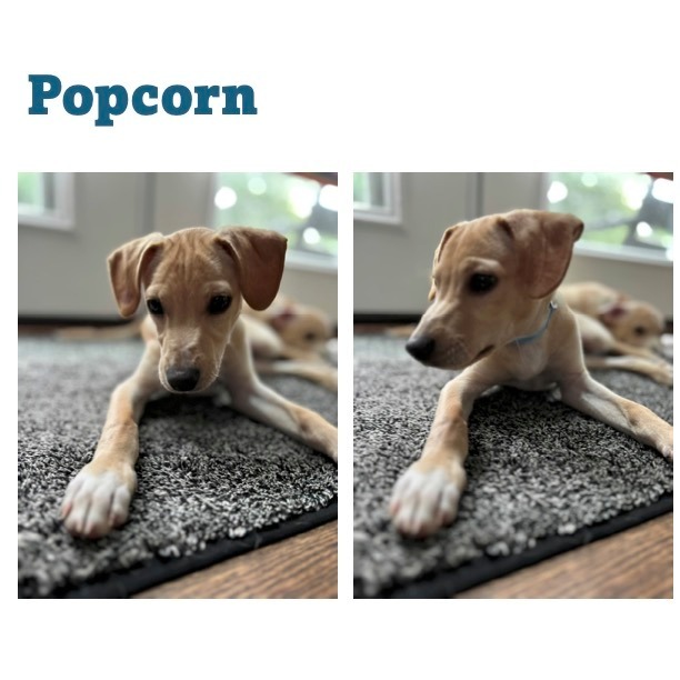 Popcorn