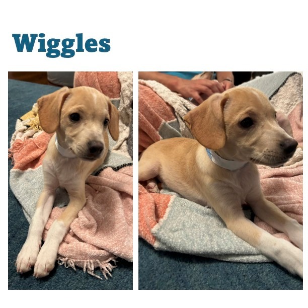 Little Wiggles