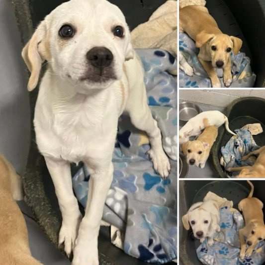 Little Wiggles