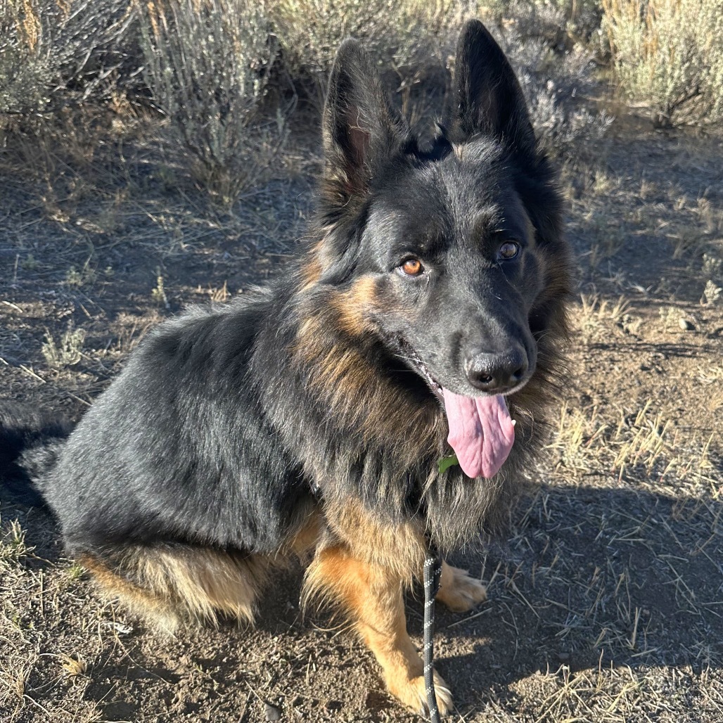 Rocky, an adoptable Mixed Breed in Hailey, ID, 83333 | Photo Image 1