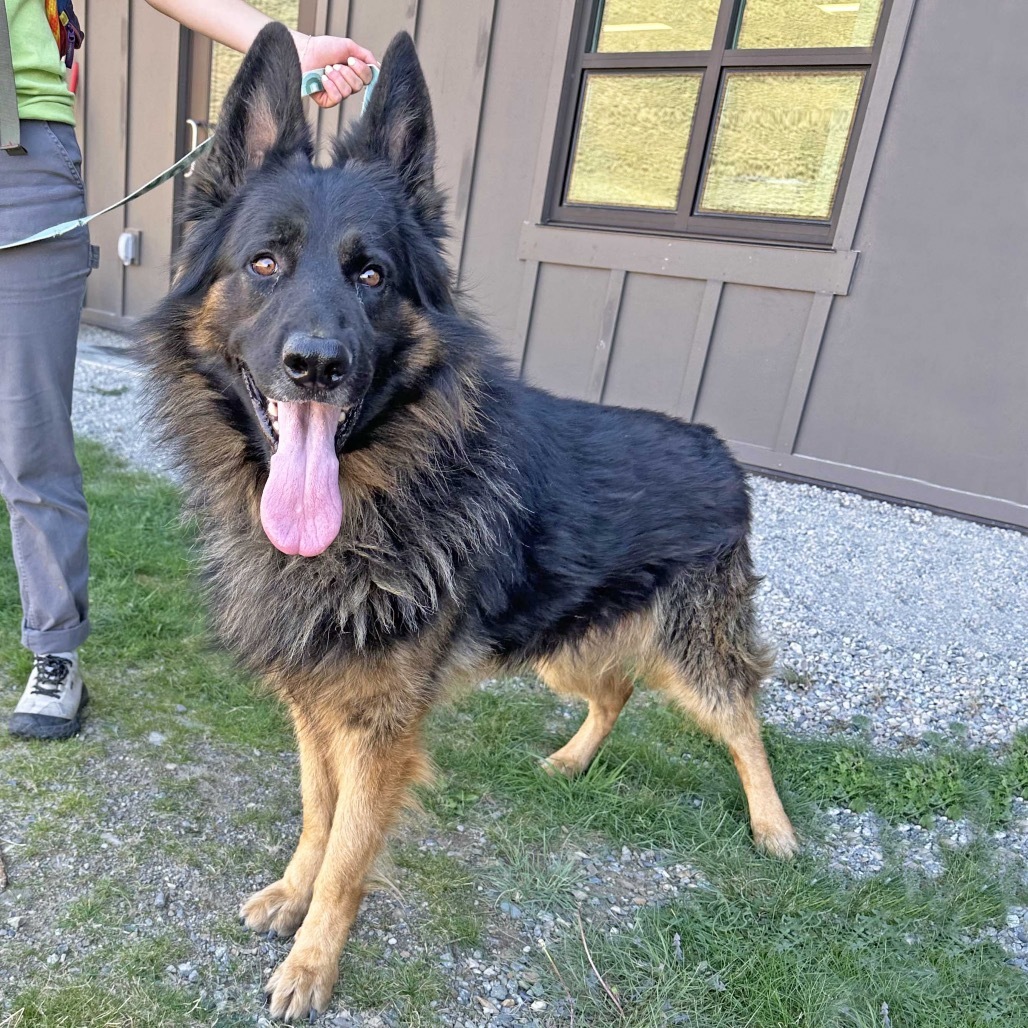 Rocky, an adoptable Mixed Breed in Hailey, ID, 83333 | Photo Image 2