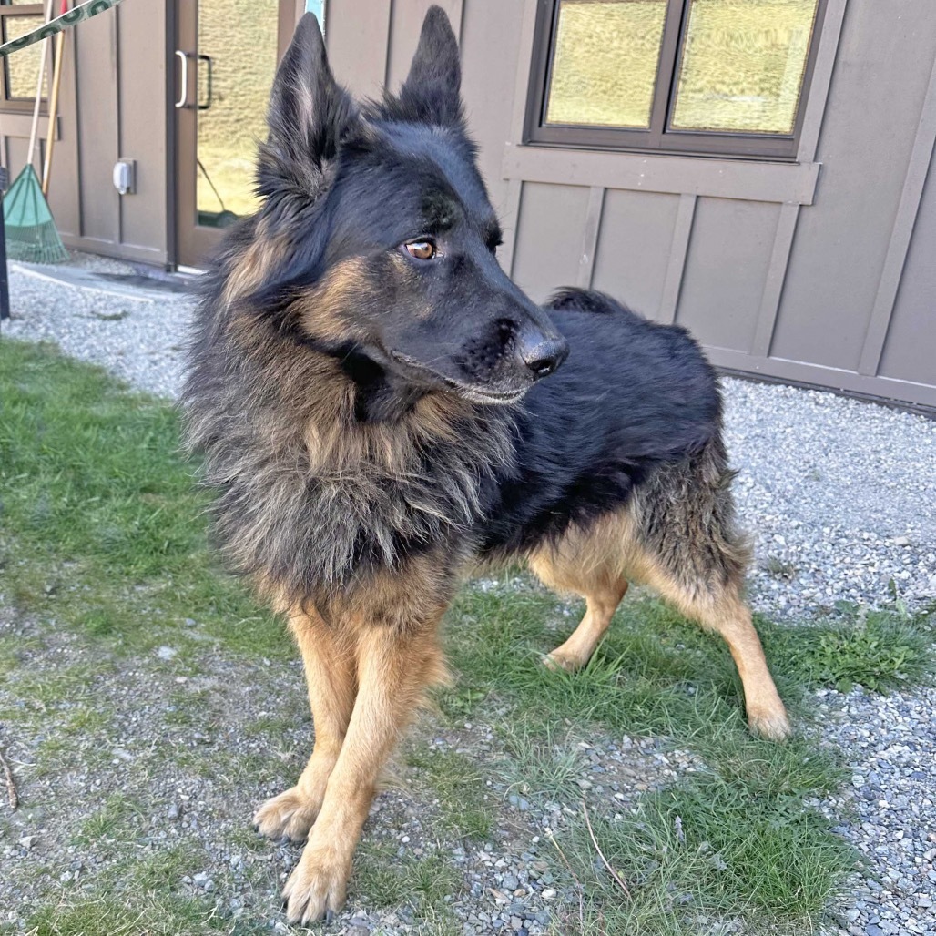 Rocky, an adoptable Mixed Breed in Hailey, ID, 83333 | Photo Image 3