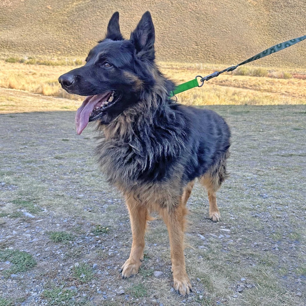 Rocky, an adoptable Mixed Breed in Hailey, ID, 83333 | Photo Image 4