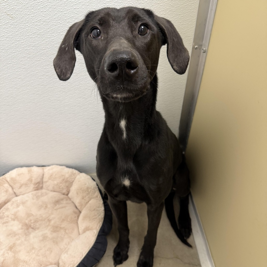 Mamas, an adoptable Black Labrador Retriever, Greyhound in Cody, WY, 82414 | Photo Image 1