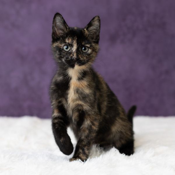 Sidney Prescott photo 1