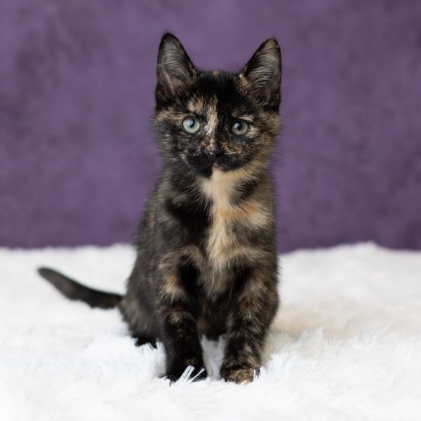 Sidney Prescott thumbnail 2