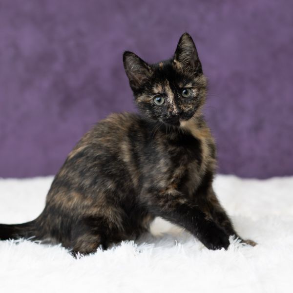 Sidney Prescott thumbnail 3