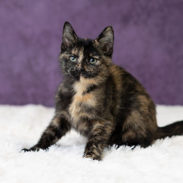 Sidney Prescott thumbnail 4