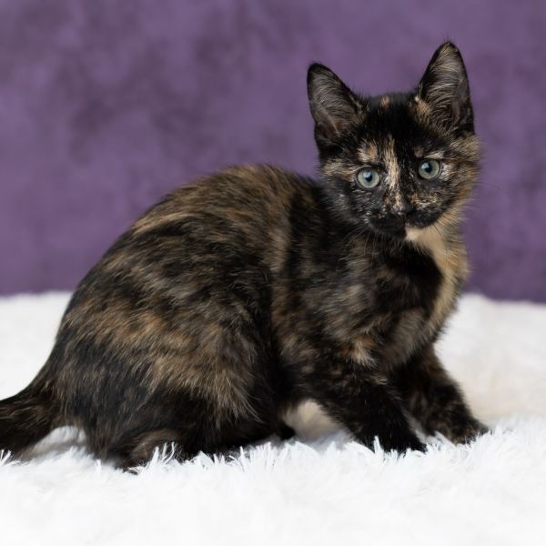 Sidney Prescott thumbnail 5