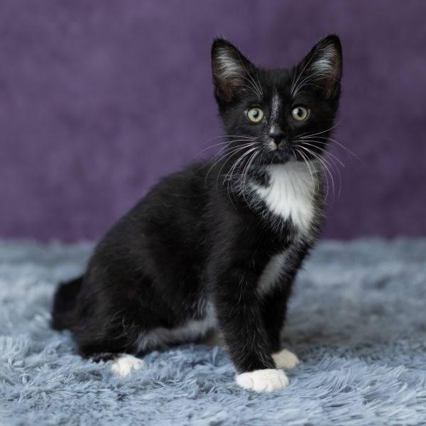 Brinkley thumbnail 2