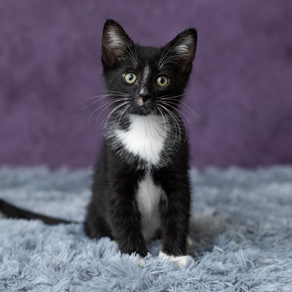 Brinkley thumbnail 3