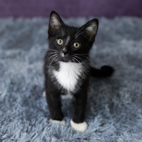 Brinkley thumbnail 4