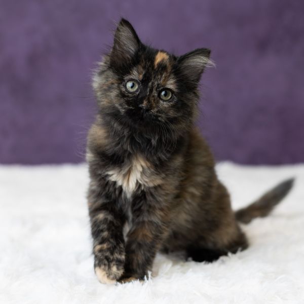 Julie James thumbnail 2