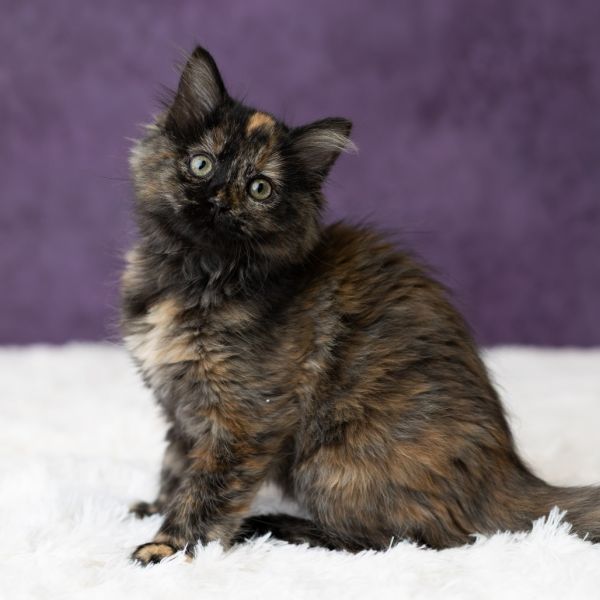 Julie James thumbnail 3