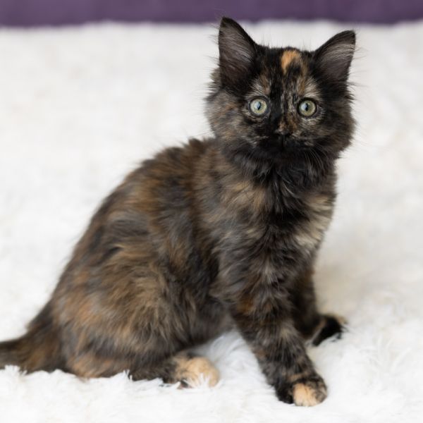 Julie James thumbnail 4