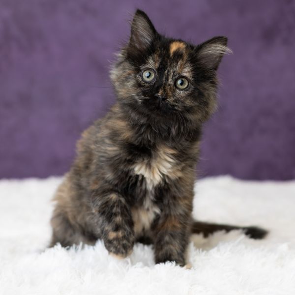 Julie James thumbnail 5